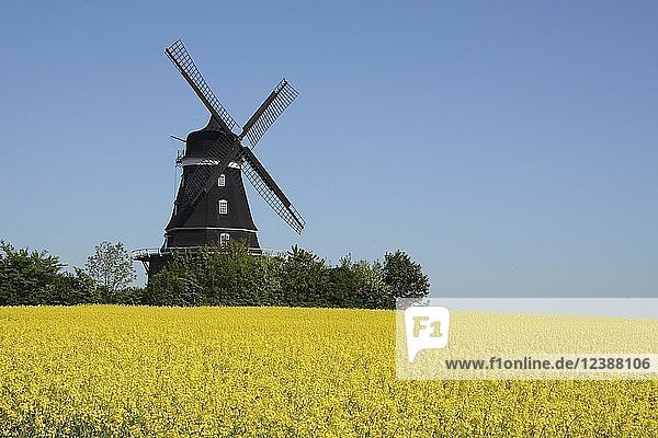 Windmühle auf dem Rapsfeld in Krageholm Scania Schweden Europa