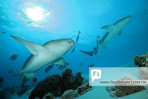 Zwei Ammenhaie (Nebrius ferrugineus) schwimmen im blauen Wasser  Indopazifischer Ozean  Malediven  Asien