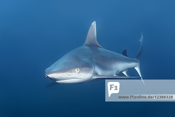 Grey Reef Shark (Carcharhinus amblyrhynchos)  Indian Ocean  Maldives  Asia