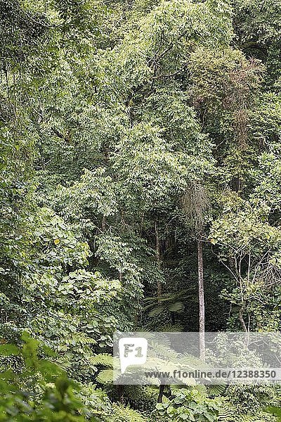 Dichte Vegetation im tropischen Regenwalddschungel  Bwindi Impenetrable National Park  Uganda  Afrika