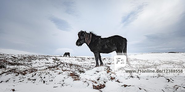Schwarzes Islandpferd (Equus przewalskii f. caballus) in karger Landschaft mit Schnee  Westisland  Island  Europa