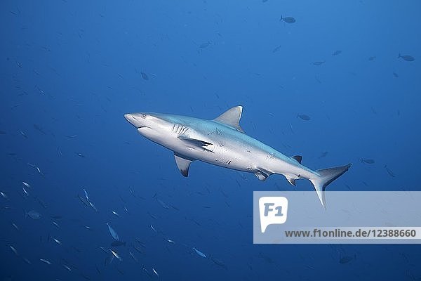 Grey reef shark (Carcharhinus amblyrhynchos) female  with several injuries  Indian Ocean  Maldives  Asia