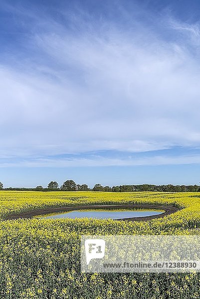 Blühendes Rapsfeld (Brassica napus) spiegelt sich in einem Kesselloch  blauer Himmel  Mecklenburg-Vorpommern  Deutschland  Europa