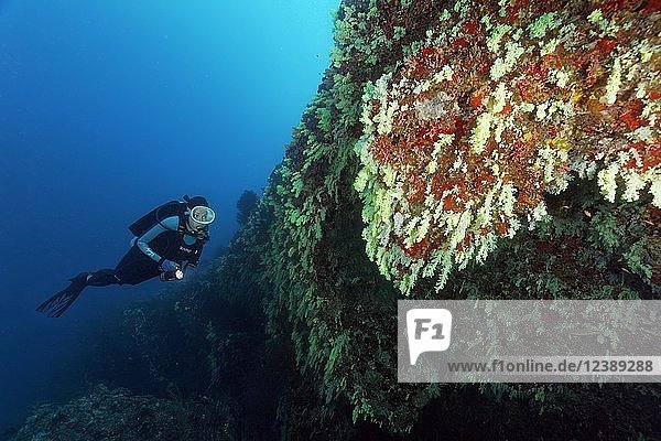 Diver looks at wall of coral reef with soft corals (Alcyonacea) yellow  hanging  Indian Ocean  Maldives  Asia