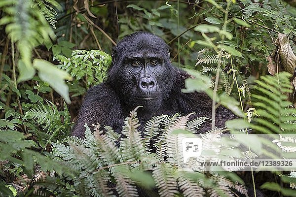 Berggorilla (Gorilla beringei beringei) sitzt im Regenwald  Bwindi Impenetrable National Park  Uganda  Afrika