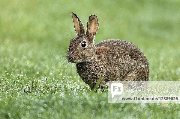 Europäisches Kaninchen (Oryctolagus cuniculus) auf einer Feuchtwiese  Niederrhein  Nordrhein-Westfalen  Deutschland  Europa