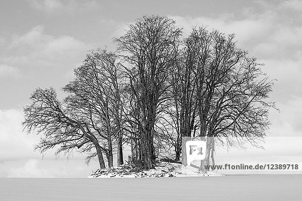 Steinzeitlicher Grabhügel im Winter bewachsen mit Bäumen  Grabau  Kreis Stormarn  Schleswig-Holstein  Deutschland  Europa