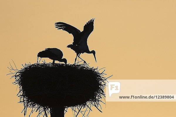 Weißstörche (Ciconia ciconia)  Paar in einem Nest im Gegenlicht  Silhouette  Morgenstimmung  Hessen  Deutschland  Europa