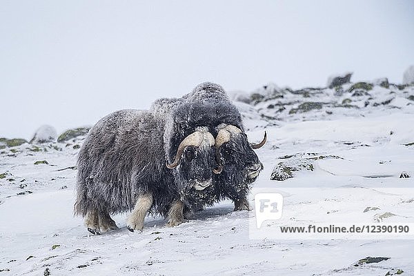 Musk oxes (Ovibos moschatus)  two males in a snowstorm  Dovrefjell-Sunndalsfjella National Park  Norway  Europe