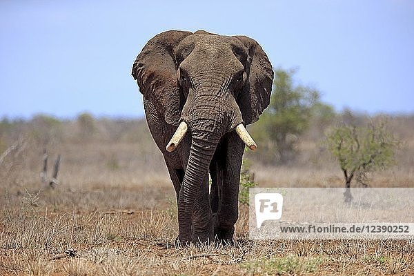 Afrikanischer Elefant (Loxodonta africana)  erwachsenes Männchen  Bulle in der Buschsavanne  Kruger National Park  Südafrika  Afrika