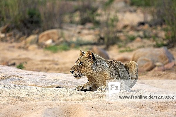 Löwe (Panthera leo)  erwachsenes Weibchen  ruhend  liegend  beobachtend  in trockenem Flussbett  Sabi Sand Game Reserve  Krüger National Park  Südafrika  Afrika