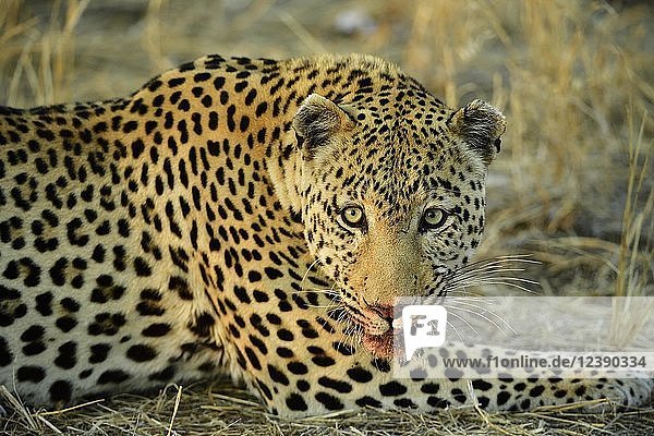 Leopard (Panthera Pardus) liegend  mit blutigem Maul  Namibia  Afrika