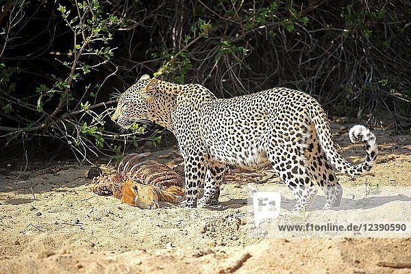 Leopard (Panthera pardus) adult mit Beute Sabi Sand Game Reserve Krüger Nationalpark Südafrika
