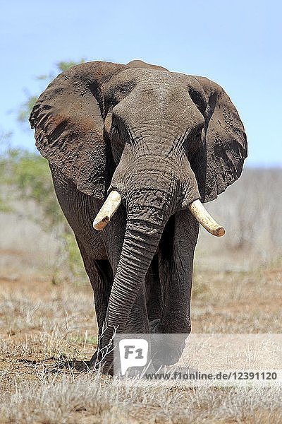 Afrikanischer Elefant (Loxodonta africana)  erwachsenes Männchen  Bulle in der Buschsavanne  Kruger National Park  Südafrika  Afrika