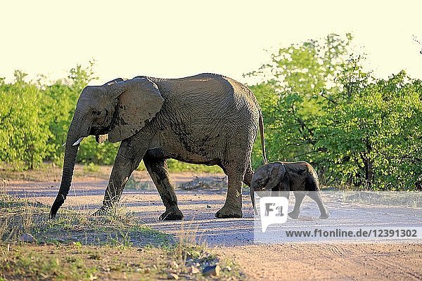 Afrikanische Elefanten (Loxodonta africana)  Mutter mit Jungtier beim Überqueren einer Straße  Krüger-Nationalpark  Südafrika  Afrika