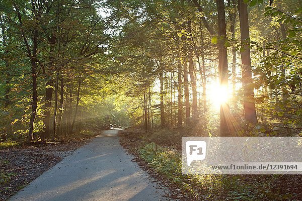 Sonnenlicht  das durch den Wald scheint  mit einer Straße im Vordergrund. Buchen und Eichen. Belecke  Arnsberger Wald  Sauerland  Deutschland.