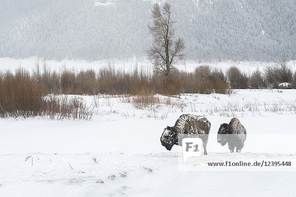 American Bisons ( Bison bison ) in harsh winter conditions  ice covered  walking through the snow  Lamar Valley  Yellowstone  Wyoming  USA..