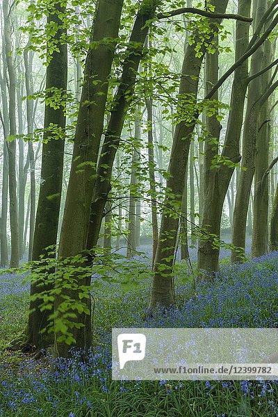 Bluebells in a misty beech woodland at dawn. Wrington Hill  North Somerset  England.