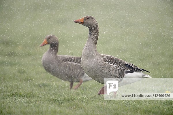 Greylag Goose ( Anser anser )  couple  walking over a meadow  in heavy spring rain  wildlife  Europe.