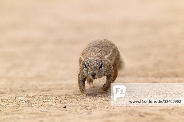 Ground Squirrel (Xerus inauris)  Kgalagadi Transfrontier Park  Kalahari desert  South Africa/Botswana..