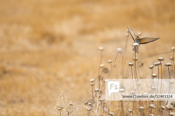European Bee Eater on a yellow field in Garrotxa  Catalonia  Spain