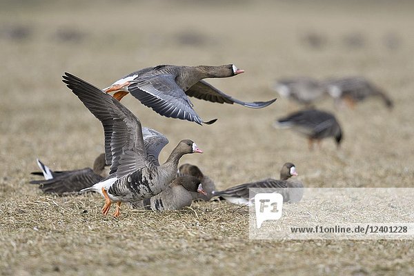White-fronted Geese ( Anser albifrons ),  taking off from a stubble field with feeding and resting geese in background,  wildlife,  Europe.