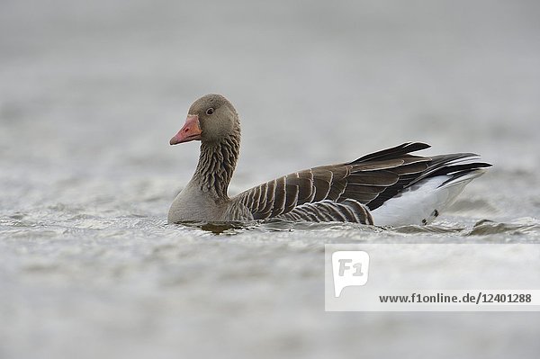 Greylag Goose ( Anser anser )  one adult  swims close by  on open water  detailed side view  in dull  dim  weather  wildlife  Europe.