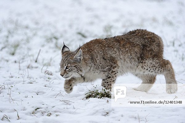 Young Eurasian Lynx ( Lynx lynx ) hunting for mice on snow covered ground.