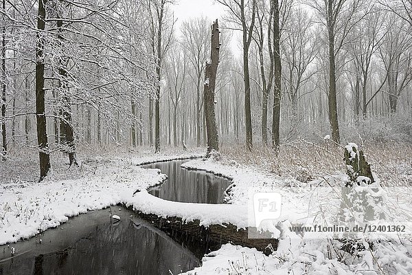 Snow covered swamp forest in the Lower Rhine Region. Winter in Meerbusch  Ilvericher Altrheinschlinge  Germany.