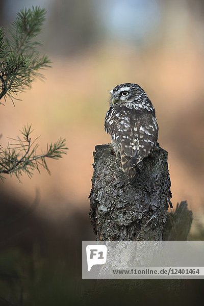 Little Owl / Minervas Owl ( Athene noctua ) perched on an old rotten tree stub  backside view  watching over its shoulder  Europe.