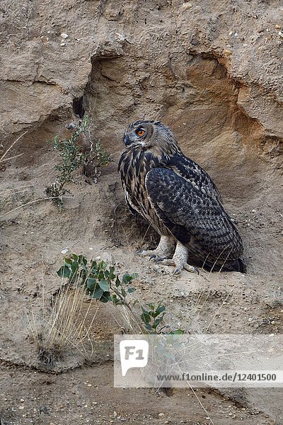 Eurasian Eagle Owl ( Bubo bubo )  perched in the slope of a sand pit  late in the evening  nice intensive colours  wildlife  Europe.