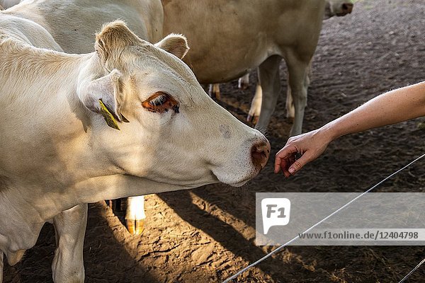 Dutch cow sniffing a hand in Berg en Dal  Netherlands.
