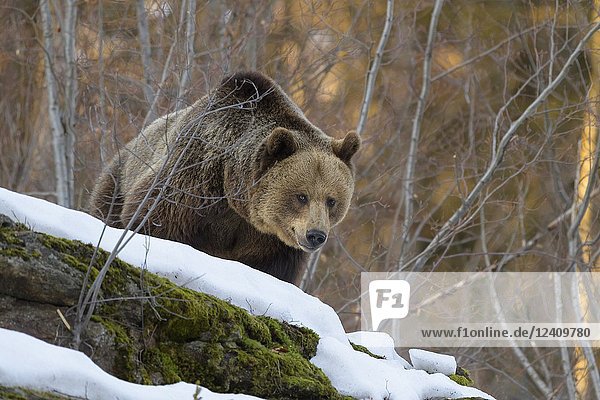 Brown bear  Ursus arctos  in winter  Germany.