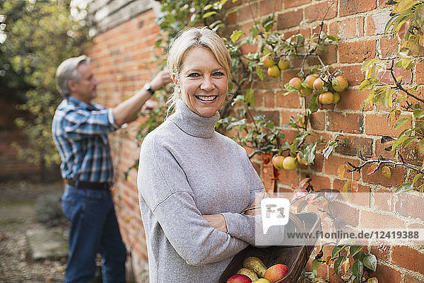 Portrait smiling confident mature woman harvesting apples in garden