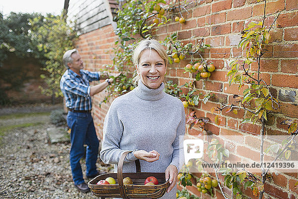 Portrait smiling confident mature woman harvesting apples in garden