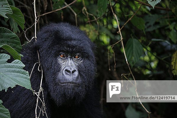 Africa  Democratic Republic of Congo  Mountain gorilla  silverback in jungle