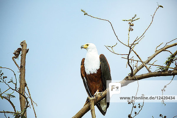 Uganda  Kigezi National Park  Bald eagle perching on branch