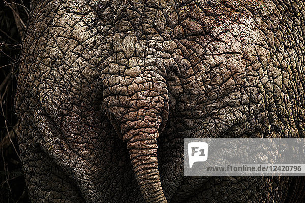 Uganda  African elephant  rear view  close-up