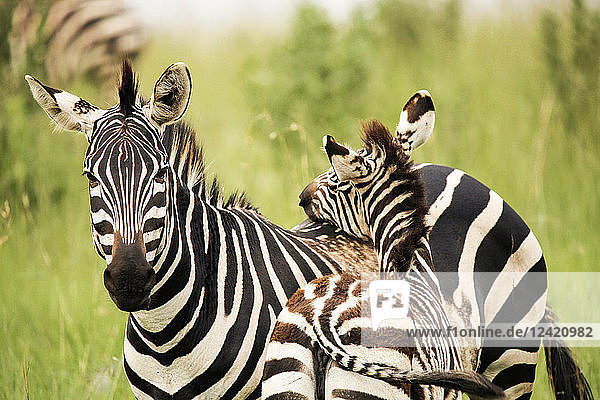 Uganda  Kigezi National Park  Zebra mare with foal