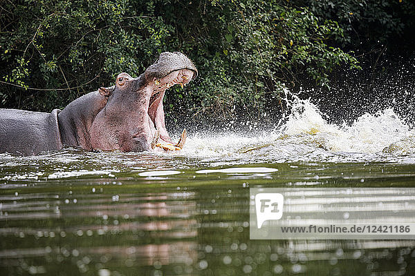 Uganda  Lake Victoria  Hippopotamus in lake with open mouth