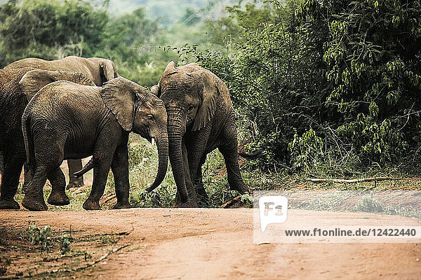 Uganda  Kigezi National Park  Young elephants playing together