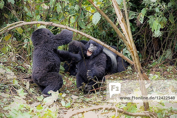 Africa  Democratic Republic of Congo  Young mountain gorillas playing in jungle