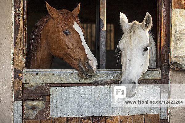Two horses on a farm in stable