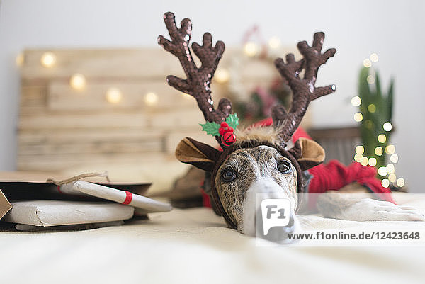 Portrait of Greyhound wearing deer antler headband