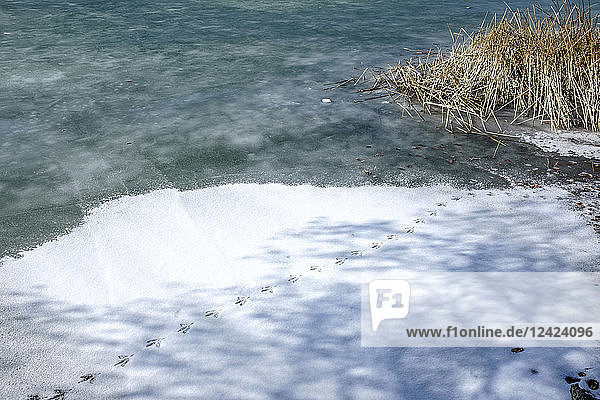 Frozen lake  animal tracks in snow  lake shore
