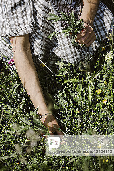 Italy  Veneto  Young woman plucking flowers and herbs in field  close up