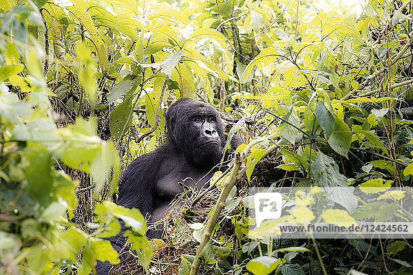 Africa  Democratic Republic of Congo  Mountain gorilla in jungle