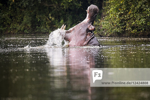 Uganda  Lake Victoria  Hippopotamus in lake with open mouth