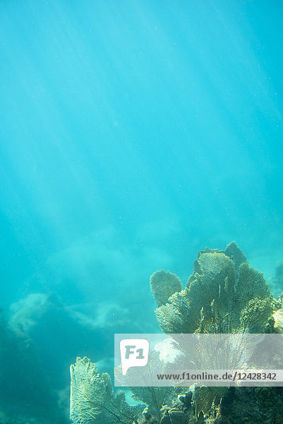 Unterwasseraufnahme eines Riffs  Bourg de Saintes  Isles des Saintes  Guadeloupe