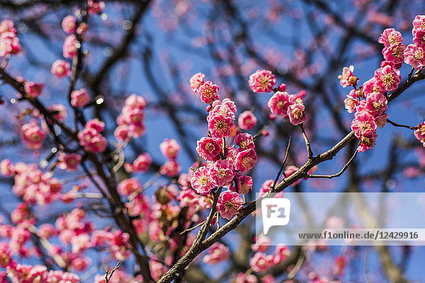 Nahaufnahme einer Kirschblüte auf einem Zweig eines Baumes  Tokio  Japan